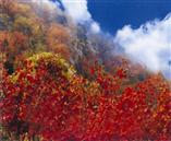 萬安山秋季碩果紅葉